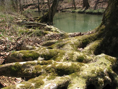Property photo 36 - 137 Acres in 2 Tracts - 64 Tillable Acres, Potential Building Sites, Hunting